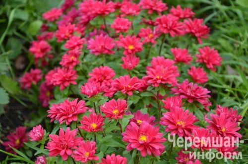 Ирина Ермолаева из Ульяновки очаровательной улыбкой выращивает килограммовые помидоры