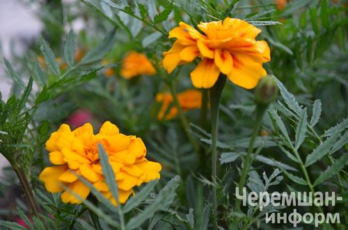 Ульяновкадан Ирина Ермолаева сөйкемле елмаюы белән 1әр килограммлы ук помидорлар үстерә