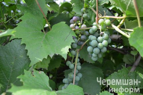 Ульяновкадан Ирина Ермолаева сөйкемле елмаюы белән 1әр килограммлы ук помидорлар үстерә