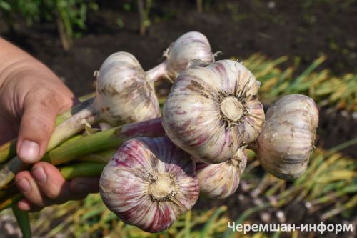 Правила хранения чеснока