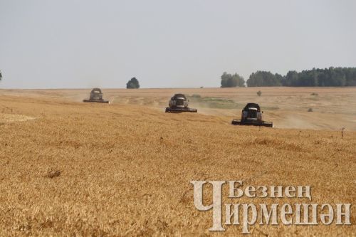 В Черемшанском районе завершается уборка зерновых
