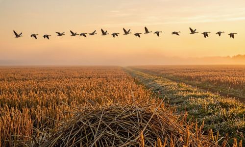 Гуси улетают, зима шепчет: народный календарь на 28 сентября