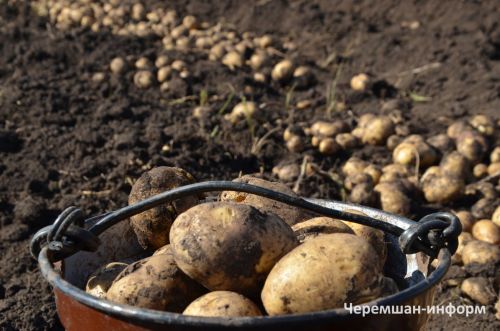 Бәрәңге уңышын югалтмау өчен ничек сакларга?