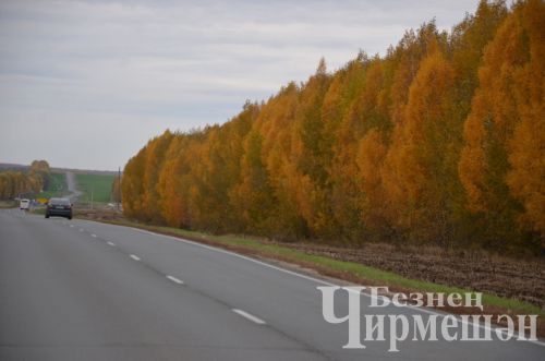Осторожно: у лосей — период гона! Рекомендации Госкомитета РТ по биоресурсам
