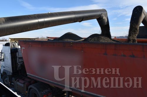"БИО-АГРО" җәмгыятендә көнбагыш суктыралар (ФОТОРЕПОРТАЖ)