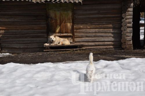 В Черемшане - весна (ФОТОРЕПОРТАЖ)