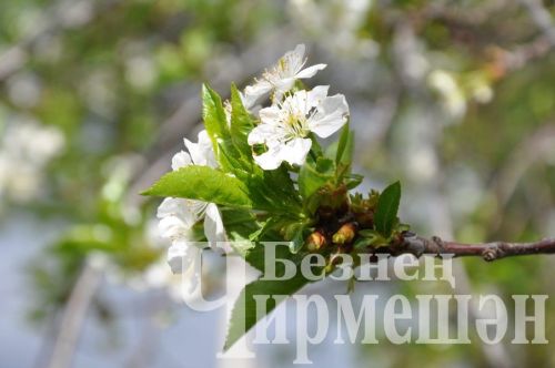 Черемшан украсили весенние цветы (ФОТОРЕПОРТАЖ)