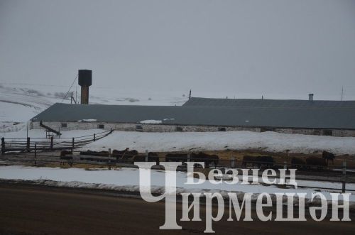 Чирмешән районында хуҗалыкларның кыр эшләренә әзерлеген район җитәкчелеге бәяли (ФОТОРЕПОРТАЖ)