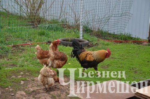 Объективта - Утыз Имән авылы уңганнары (ФОТОРЕПОРТАЖ)