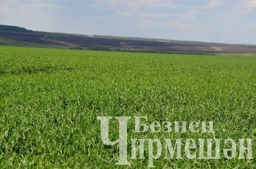 Чирмешән районы башлыгы Рамил Айбатов иң яхшы механизаторларны акчалата сертификатлар белән бүләкләде (ФОТОРЕПОРТАЖ)