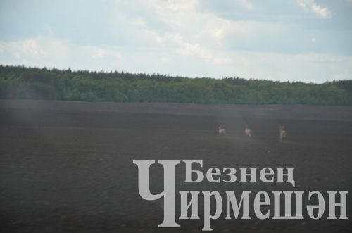 Чирмешән районы башлыгы Рамил Айбатов иң яхшы механизаторларны акчалата сертификатлар белән бүләкләде (ФОТОРЕПОРТАЖ)