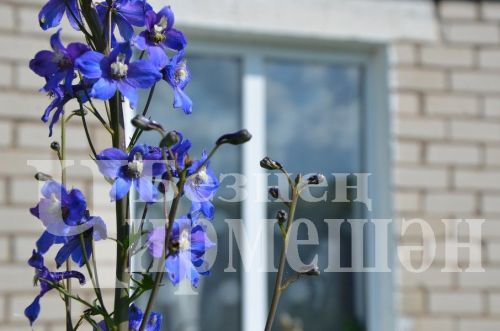 Түбән Кәминкәдән Гөлнара Зарипова гөлчәчәкнең 100дән күбрәк төрен үстерә (ФОТОРЕПОРТАЖ)