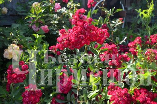 Түбән Кәминкәдән Гөлнара Зарипова гөлчәчәкнең 100дән күбрәк төрен үстерә (ФОТОРЕПОРТАЖ)