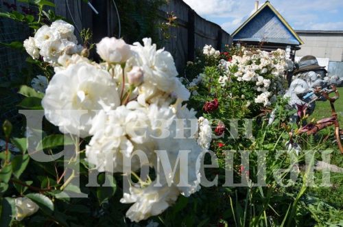 Түбән Кәминкәдән Гөлнара Зарипова гөлчәчәкнең 100дән күбрәк төрен үстерә (ФОТОРЕПОРТАЖ)