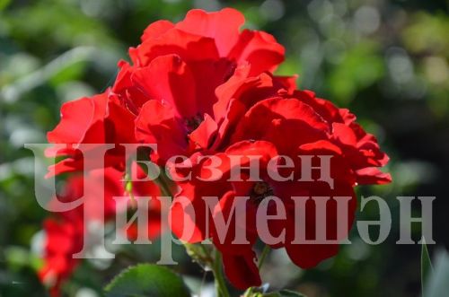 Түбән Кәминкәдән Гөлнара Зарипова гөлчәчәкнең 100дән күбрәк төрен үстерә (ФОТОРЕПОРТАЖ)