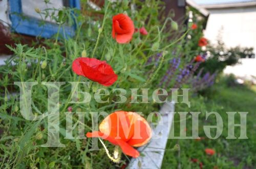 Түбән Кәминкәдән Гөлнара Зарипова гөлчәчәкнең 100дән күбрәк төрен үстерә (ФОТОРЕПОРТАЖ)