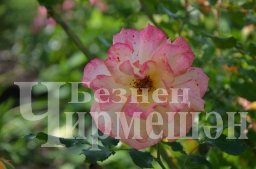 Түбән Кәминкәдән Гөлнара Зарипова гөлчәчәкнең 100дән күбрәк төрен үстерә (ФОТОРЕПОРТАЖ)