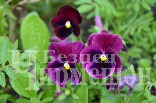 Түбән Кәминкәдән Гөлнара Зарипова гөлчәчәкнең 100дән күбрәк төрен үстерә (ФОТОРЕПОРТАЖ)