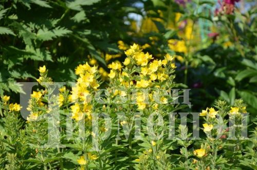 Түбән Кәминкәдән Гөлнара Зарипова гөлчәчәкнең 100дән күбрәк төрен үстерә (ФОТОРЕПОРТАЖ)