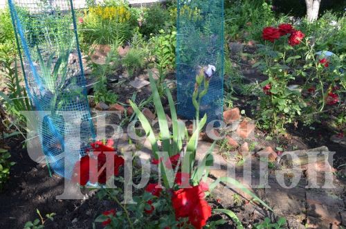 Түбән Кәминкәдән Гөлнара Зарипова гөлчәчәкнең 100дән күбрәк төрен үстерә (ФОТОРЕПОРТАЖ)