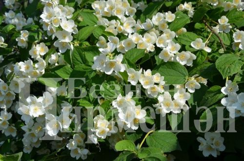 Түбән Кәминкәдән Гөлнара Зарипова гөлчәчәкнең 100дән күбрәк төрен үстерә (ФОТОРЕПОРТАЖ)