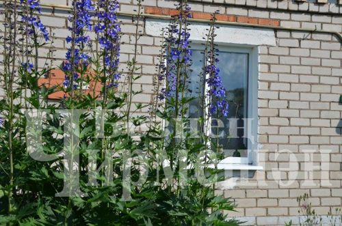 Түбән Кәминкәдән Гөлнара Зарипова гөлчәчәкнең 100дән күбрәк төрен үстерә (ФОТОРЕПОРТАЖ)