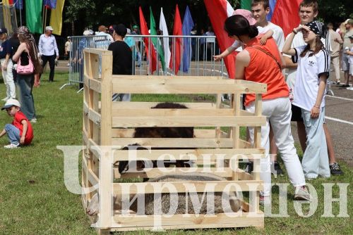 Чирмешән район Сабан туе: уеннар, бәйгеләр (ФОТОРЕПОРТАЖ)