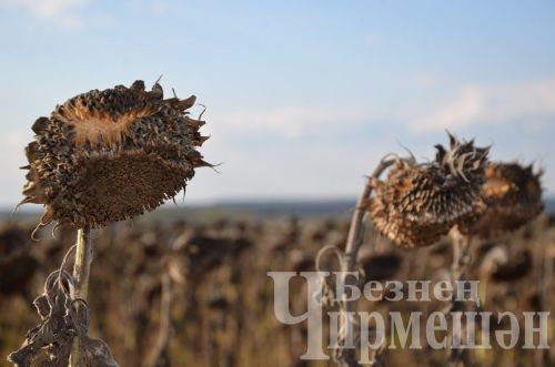 Чирмешән районында урак уңганнарын тагын бүләкләделәр (ФОТОРЕПОРТАЖ)