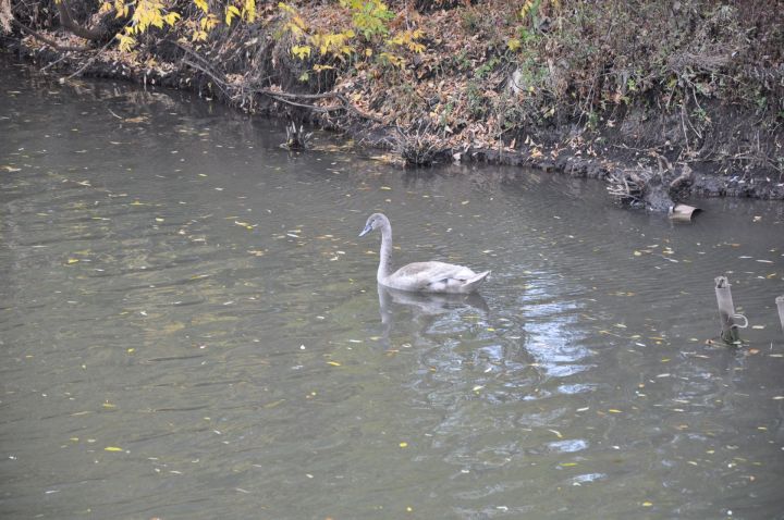 Плававший на реке Черемшан лебедь улетел