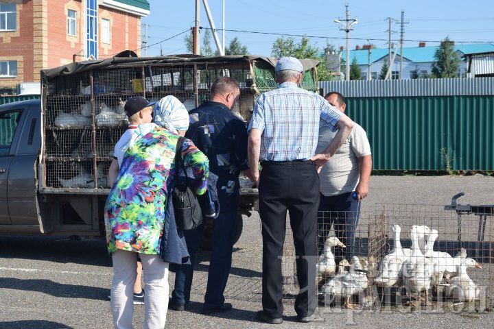 На Черемшанской  ярмарке продавали и  живых гусей по  750 рублей