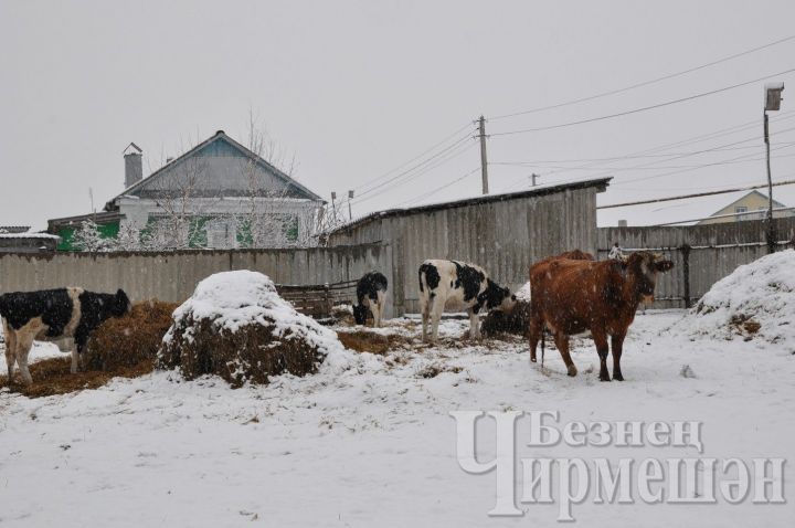 Чирмешән районындагы 100 мини-фермада 675 баш сыер асрала