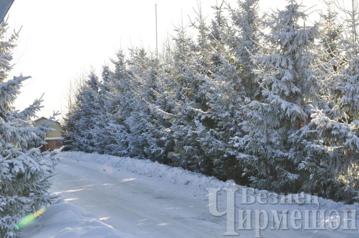 Не рубите дерева, не рубите – штрафы очень крупные