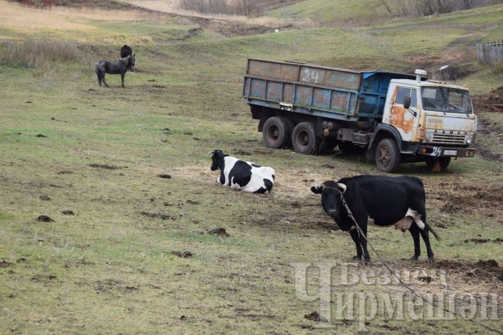 У староутямышского фермера даже коровы пьют родниковую воду