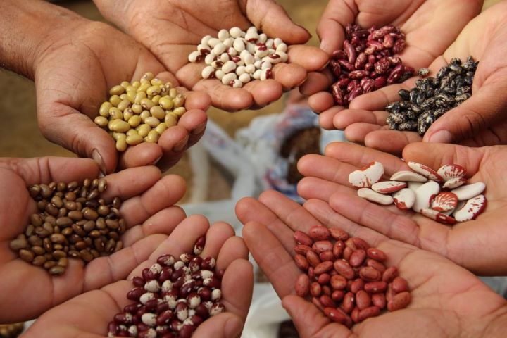 В Татарстане за качественные семена предоставляют субсидии