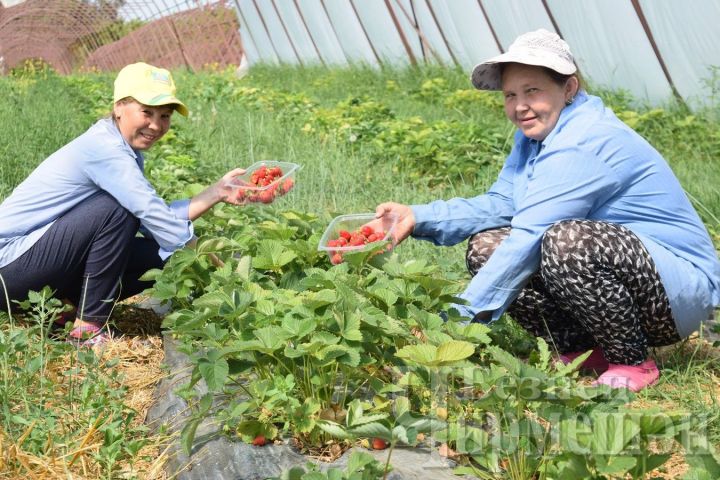 У черемшанских фермеров - Латыповых клубника давно поспела