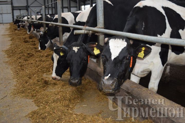 Общество "Ильхан" лидирует по производству молока