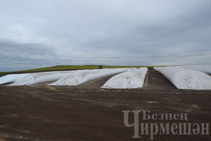 В Черемшанском районе зерновые обмолочены на 44 процентах необходимого