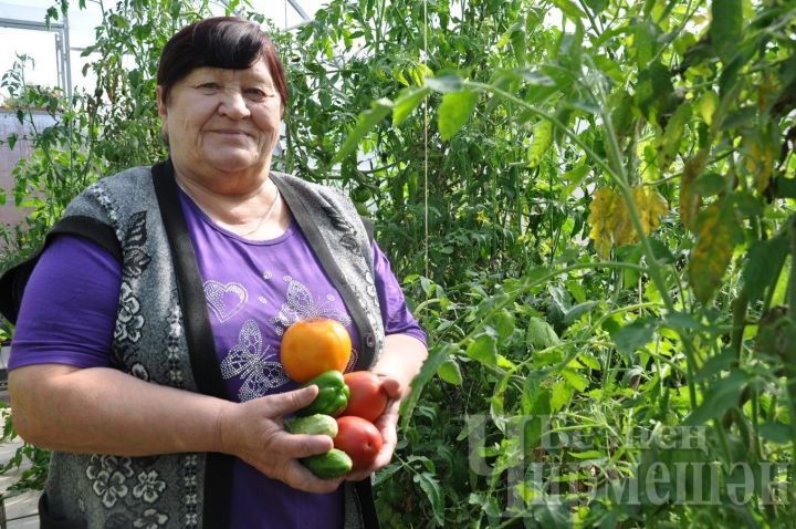 В Черемшанском доме-интернате для престарелых и инвалидов выращивают помидоры и огурцы