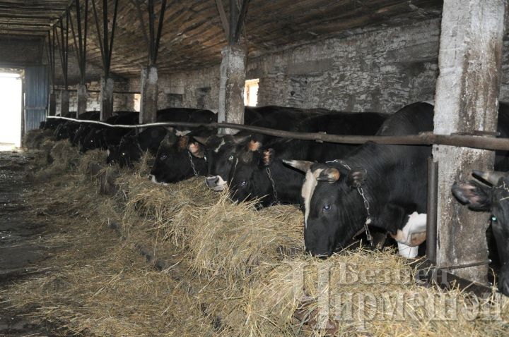 Личные хозяйства Черемшанского района продали молока на 96 миллионов рублей