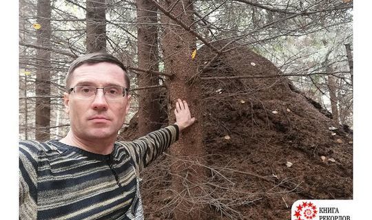 Обнаружен самый большой муравейник в России