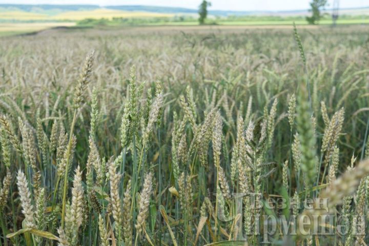 В хозяйствах Черемшанского района надо улучшить качество семян