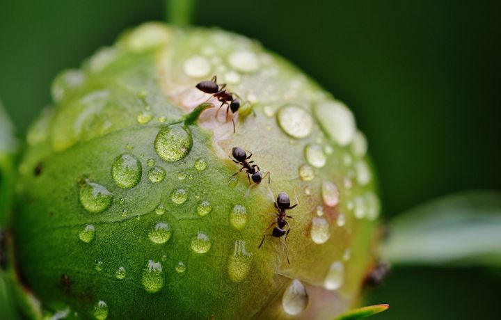 Самые действенные методы борьбы с муравьями