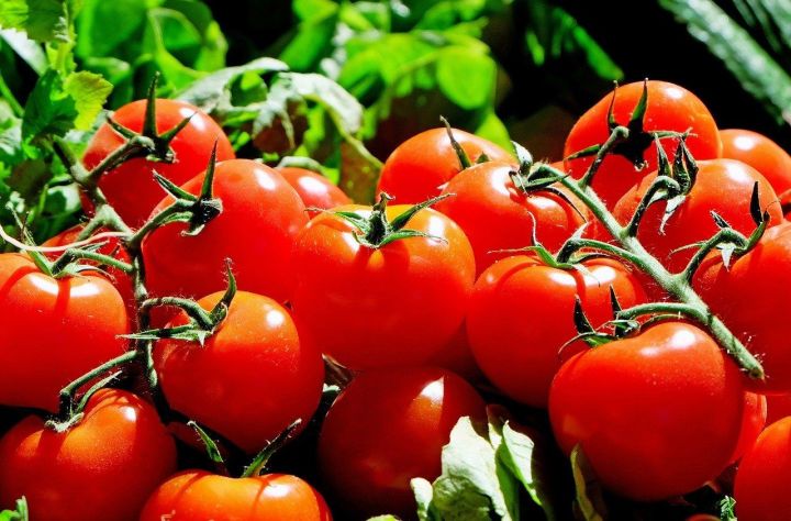 Как вырастить богатый урожай томатов? 9 советов огородникам