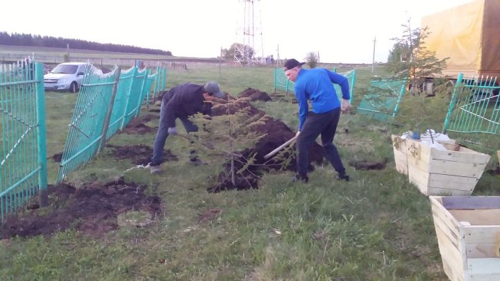 В селе Амирово Черемшанского района посадили саженцы кедра и пихты