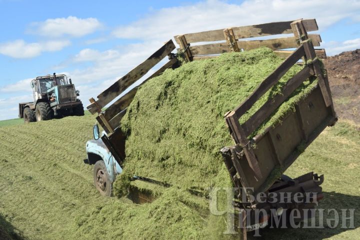 В обществе «Сульча» Черемшанского района заготавливают сенаж и сено