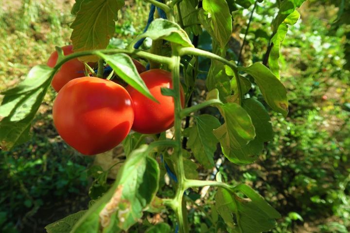 Четыре способа увеличить урожайность помидор