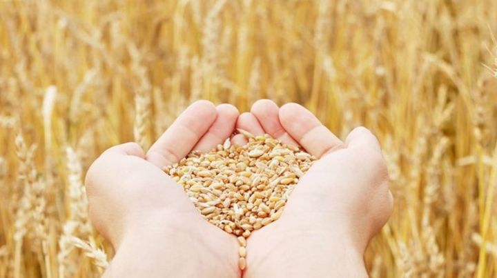 В Татарстане собрали второй миллион тонн зерна нового урожая