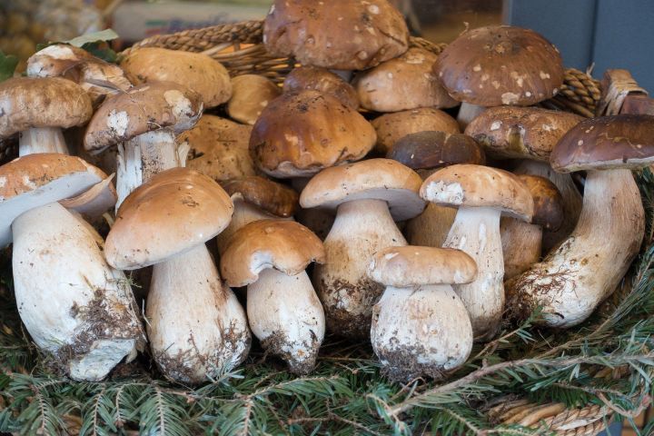 Август: пора собирать грибы