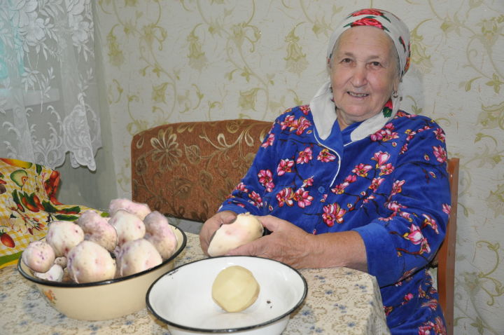 Черемшанцы попробовали картофель нового урожая