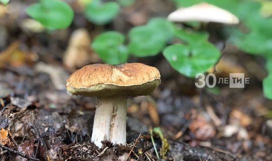 Грибы-белоножки, опята и подберезовики: в Татарстане заканчивается грибной сезон